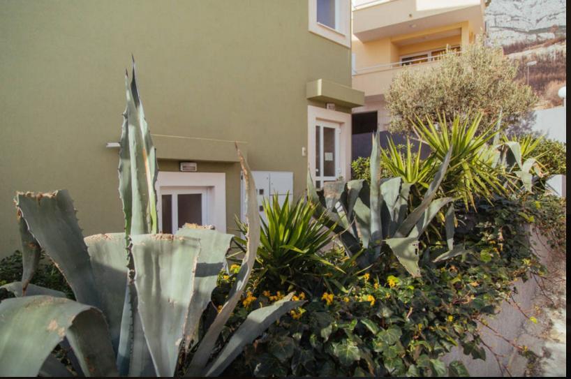 Apartments Dalmacija Tučepi Εξωτερικό φωτογραφία